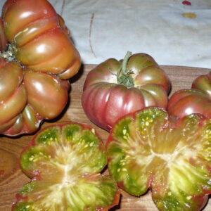 Tomate Berck TF