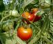 Tomate Bloody Butcher