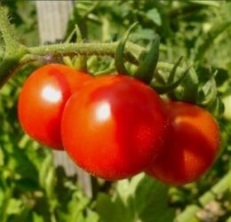 Tomate Délice du Jardinier « Gardener’s Delight »