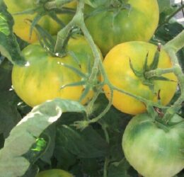 Tomate Golden Jubilée