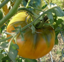 Tomate Summer Cider