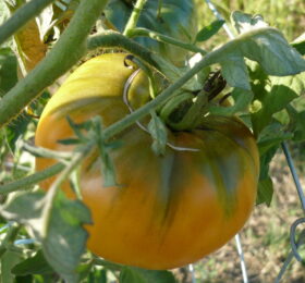 Tomate Summer Cider