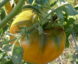 Tomate Summer Cider