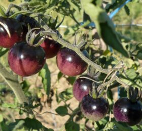 Tomate Blue Berries