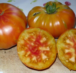 Tomate Pamplemousse du Grand Père