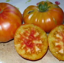 Tomate Pamplemousse du Grand Père