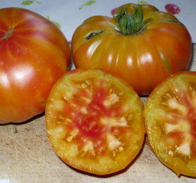 Tomate Pamplemousse du Grand Père