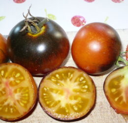 Tomate Orange Bleue