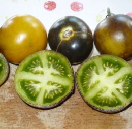 Tomate Wagner Bleue Green