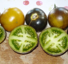 Tomate Wagner Bleue Green