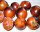 Tomate Königin Der Nacht