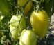 Tomate Cream Sausage