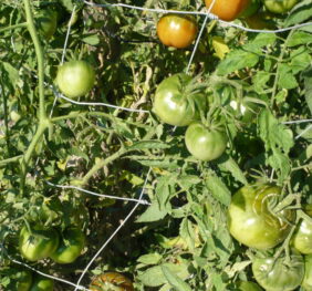 Tomate Chornaya Lakomka