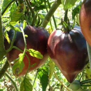 Tomates Bleues