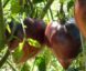 Tomate Sergent Pepper’s