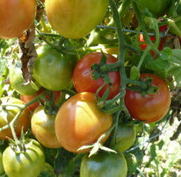 Tomate Siberian Pink