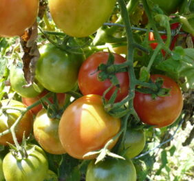 Tomate Siberian Pink