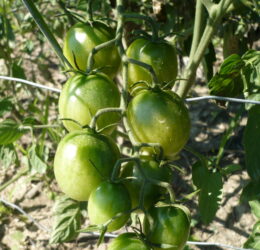 Tomate Samocvet Izumrudny