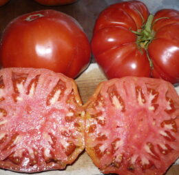 Tomate Roc de Labège