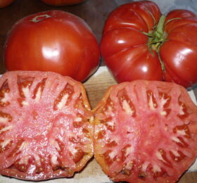 Tomate Roc de Labège