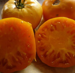 Tomate Kentucky Beefsteak