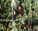 Tomate Toupy Noire TF