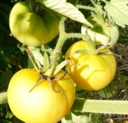 Tomate Pêche Jaune « Peau de Pêche »