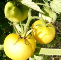 Tomate Pêche Jaune « Peau de Pêche »