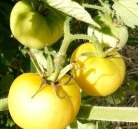 Tomate Pêche Jaune « Peau de Pêche »