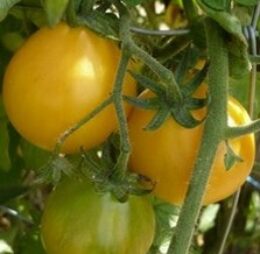 Tomate Piémont