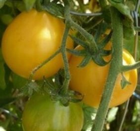 Tomate Piémont