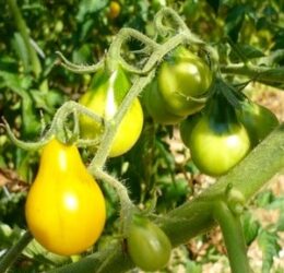 Tomate Poire Jaune