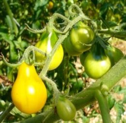 Tomate Poire Jaune