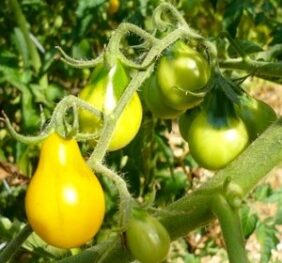 Tomate Poire Jaune