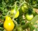 Tomate Poire Jaune