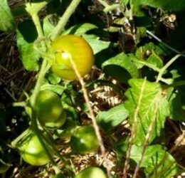 Tomate Green Grappe