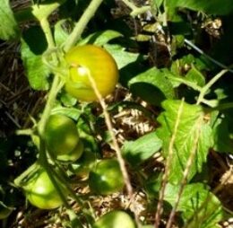 Tomate Green Grappe