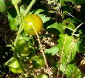 Tomate Green Grappe