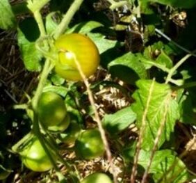 Tomate Green Grappe