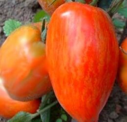 Tomate Roma Striée « Speckled Roman »