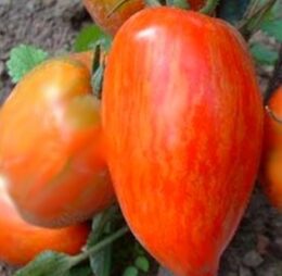 Tomate Roma Striée « Speckled Roman »