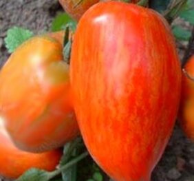 Tomate Roma Striée « Speckled Roman »