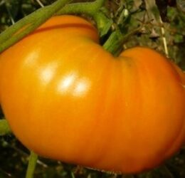 Tomate Oxheart Orange « Cœur de Bœuf Orange »