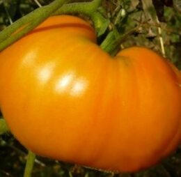 Tomate Oxheart Orange « Cœur de Bœuf Orange »