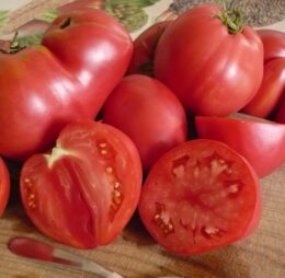 Tomate Pinck Oxheart « Cœur de Bœuf Rose »