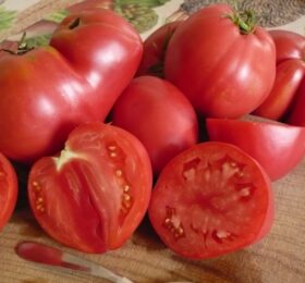 Tomate Pinck Oxheart « Cœur de Bœuf Rose »