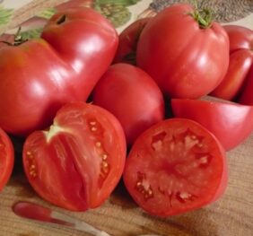 Tomate Pinck Oxheart « Cœur de Bœuf Rose »