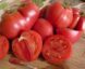 Tomate Pinck Oxheart « Cœur de Bœuf Rose »