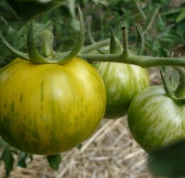 Tomate Green Zébra