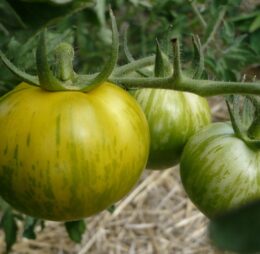 Tomate Green Zébra